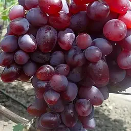 Виноград десертний  Agro-Market Полонез (вкорінений саджанець у контейнері) (187660) 1 саджанець в упаковці