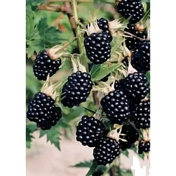 Саджанець Agro-Market Ожина пізня Лох Несс (Loch Ness) 1 шт. в упаковці (23599) - мініатюра 2