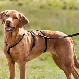 Шлея для собак Trixie чорний S-M, 40-65 см х 15 мм - мініатюра 2