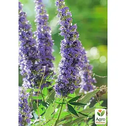 Вітекс священний (Авраамове дерево) Agro-Market С2 висота 60-80 см (189161) 1 саджанець в упаковці е