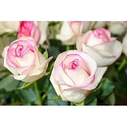Саджанець Agro-Market Троянда чайно-гібридна Белла Віта (клас АА +) вищий сорт (15994) 1 шт. - мініатюра 5