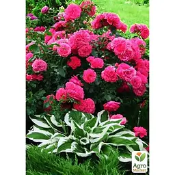Саджанець Agro-Market Троянда паркова Дивовижна місіс Майзель (The Amazing Mrs. Mayzel) (клас АА +) (45973) 1 шт. - мініатюра 2