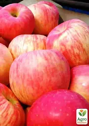 Саджанець Agro-Market Яблуня Фуджі кіку (зимовий сорт, пізній термін дозрівання) 1 шт. в упаковці (46275) - мініатюра 2