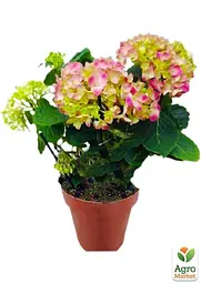Саджанець Agro-Market LMTD Гортензія крупнолиста квітуча 2-х річна Early Pink (20-30см) (62421) - мініатюра 2