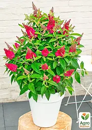 Саджанець Agro-Market Буддлея Давида Royal Red С1 (висота 20-40см) (153166) - мініатюра 3