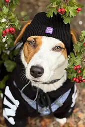 Шапка для собак Hat-Dog чорна (S) - мініатюра 2