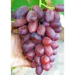 Саджанець Agro-Market Виноград Андрюша 1 шт. в упаковці (36264) - мініатюра 3