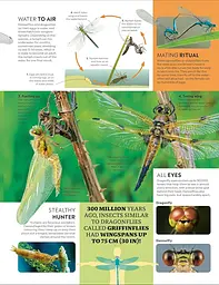 Eyewitness Encyclopedia of Animals - мініатюра 3