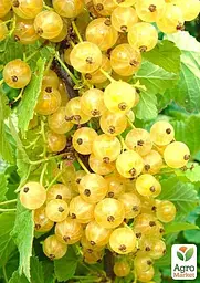 Саджанець Agro-Market Порічка (смородина) кремова з жовтим відтінком Справжня перлина A real pearl) преміальний ранній сорт) 1 шт. в пакуванні (45959) - мініатюра 2