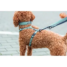 Нашийник для собак Trixie CityStyle екстраширокий хлопок XS-S 25-32 см 25 мм світло-зелений - мініатюра 4