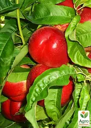 Саджанець Agro-Market Нектарин Мадам Бланшет (лисий персик, середній термін дозрівання) 1 шт. в упаковці (61887) - мініатюра 2