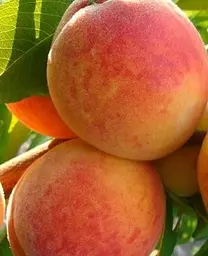 Саджанець Agro-Market Персик Августовський (літній сорт, середньопізній термін дозрівання) (25777) 1 шт. в упаковці - мініатюра 2