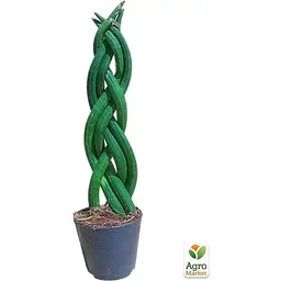 LMTD Сансевієрія КОСА Agro-Market Сylindrica 25-35см (181114) 1 саджанець в упаковці - мініатюра 2