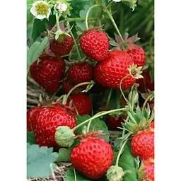 Саджанець Agro-Market Полуниця Ерос 5шт (середній термін дозрівання) (37306) - мініатюра 4