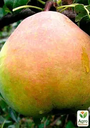 Саджанець Agro-Market Груша Кучерянка (зимовий сорт, пізній термін дозрівання) 1 шт. в упаковці (39890) - мініатюра 3