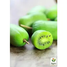 Саджанець Agro-Market Актинідія 2-х річна аргута Великоплідна Голландія (великі плоди) вазон С1 (181375) 1 шт. - мініатюра 3