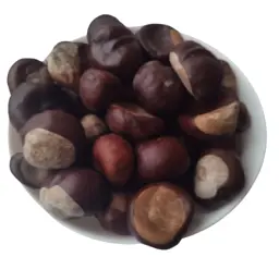 Каштан кінський Плоди Гіркокаштан Горіх кінський Жолузник Aesculus hippocastanum - мініатюра 1