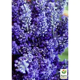 Саджанець Agro-Market Лаванда англійська вузьколиста Манстед (Munstead) (44330) 1 шт. в упаковці - мініатюра 2