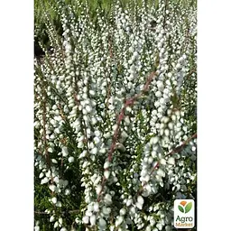 Саджанець Agro-Market Верес звичайний Vivika (44277) 1 шт. в упаковці - мініатюра 3