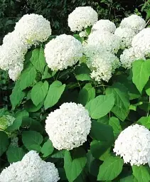 Гортензія Agro-Market Bright White крупнолиста біла 1 саджанець в упаковці (44818) - мініатюра 3