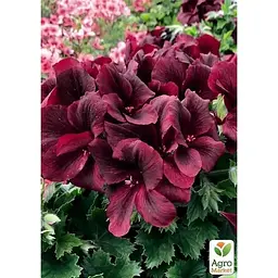 Саджанець Agro-Market Пеларгонія Королівська Novita Classic Red (176671) 1 шт. в упаковці - мініатюра 2