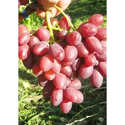 Саджанець Agro-Market Виноград Дунав 1 шт. в упаковці (43890) - мініатюра 2