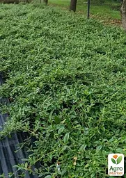 Саджанець Agro-Market Кизильник верболистий Parkteppich контейнер р-9 (181397) - мініатюра 2