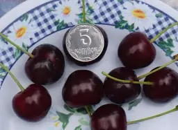 Саджанець Agro-Market Вишня карликова куляста чорна Великоплідна (Large-fruited) (угорська селекція, преміальний морозостійкий сорт) 1 шт. в упаковці (37370) - мініатюра 3