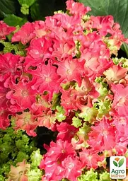 Саджанець Agro-Market Гортензія крупнолиста кучерява Curly Sparkle Hot Pink (64431) - мініатюра 3
