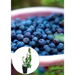 Саджанець Agro-Market Лохина (чорниця садова) Голд Раубе (середній термін дозрівання) 1 шт. в упаковці (45480) - мініатюра 3