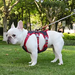 Шлея для собак Derby Pet harness FH107, L Чорний - мініатюра 2