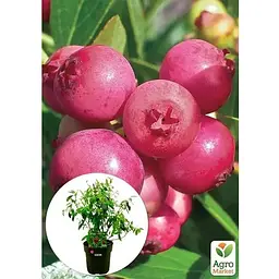 Саджанець Agro-Market Чорниця рожева Pink Lemonade (сортова, укорінена) висота 50-70 см (152495) 1 шт. - мініатюра 3