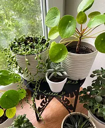 Підставка металева для квітів-вазонів NC Home Plant чорна - мініатюра 3