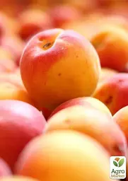 Саджанець Agro-Market Абрикос Кіото (літній сорт, середній термін дозрівання) 1 шт. в упаковці (39860) - мініатюра 3