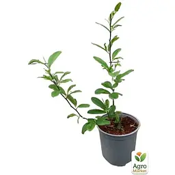 Саджанець Agro-Market Магнолія 3-річна гібридна Leonard Messel (висота 30-50 см) (133765) 1 шт. в упаковці - мініатюра 3