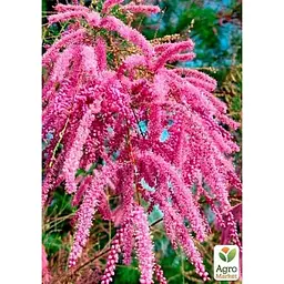 Саджанець Agro-Market Тамарікс гіллястий Pink Cascade (52517) 1 шт. в упаковці - мініатюра 2