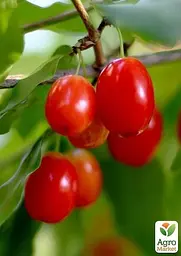 Саджанець Agro-Market Кизил темно-червоний Полум'я пристрасті (Flame of passion) преміальний морозостійкий сорт) 1 шт. в пакуванні (45987) - мініатюра 2