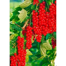 Саджанець Agro-Market Порічка (смородина) червона Ровада (Rovada) (середньо-пізній термін дозрівання, має великі, тверді і блискучі ягоди) 1 шт. в упаковці (23393) - мініатюра 2