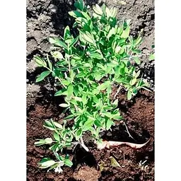 Саджанець Agro-Market Жимолость Дочка Велетня (середній термін дозрівання, ягоди не осипаються) 1 шт. в упаковці (43968) - мініатюра 7