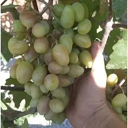 Саджанець Agro-Market Виноград Сенсація (дуже ранній термін дозрівання, довгий період зберігання ягід) 1 шт. в упаковці (19808) - мініатюра 3