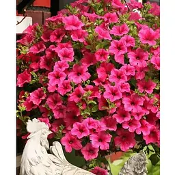 Саджанець Agro-Market Сурфінія Giant Hot Pink (контейнер № 10, висота 10-15 см) (176684) 1 шт. - мініатюра 2