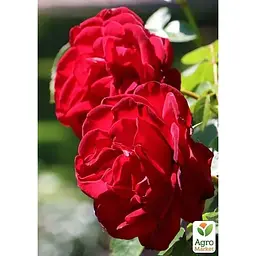 Троянда плетиста Agro-Market Гранд Готель саджанець класу АА+ вищий сорт 1 шт. в упаковці (178145) - мініатюра 4