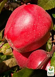Саджанець Agro-Market Яблуня Ред Чіф (зимовий сорт, пізній термін дозрівання) 1 шт. в упаковці (25685) - мініатюра 2