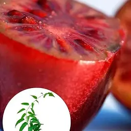 Саджанець Agro-Market Актинідія Кінс Ред (міні-ківі, морозостійкий сорт) (43947) 1 шт. в упаковці - мініатюра 5