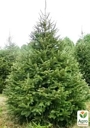 Саджанець Agro-Market Ялина звичайна європейська (Pícea ábies) (від 100 до 125 см) 1 шт. в упаковці (182972) - мініатюра 2