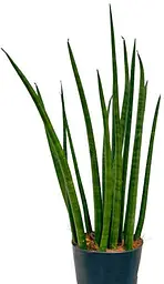 Саджанець Agro-Market Сансевієрія Сylindrica висота рослини 40-50 см (180424) 1 шт. в упаковці (кімнатний) - мініатюра 3