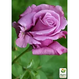 Троянда чайно-гібридна Agro-Market витончена бузкова Королева краси Queen of beauty саджанець класу АА+ преміальна морозостійка 1 шт. в упаковці (20701) - мініатюра 2