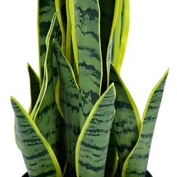 Штучна рослина Engard Sansevieria 57 см (TW-43) - мініатюра 3