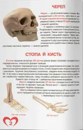 Велика книжка. Анатомія людини - Олег Зав'язкин - мініатюра 3
