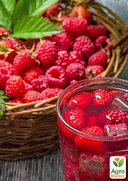 Малина Agro-Market "Сапфір" (пізній термін дозрівання) 1-річний саджанець (189478) 1 шт в упаковці - мініатюра 2